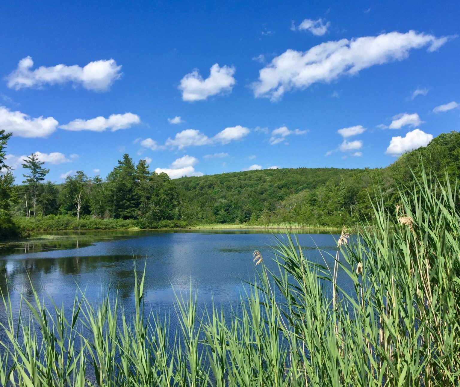 A lake surrounded by tall grass and trees on a sunny day