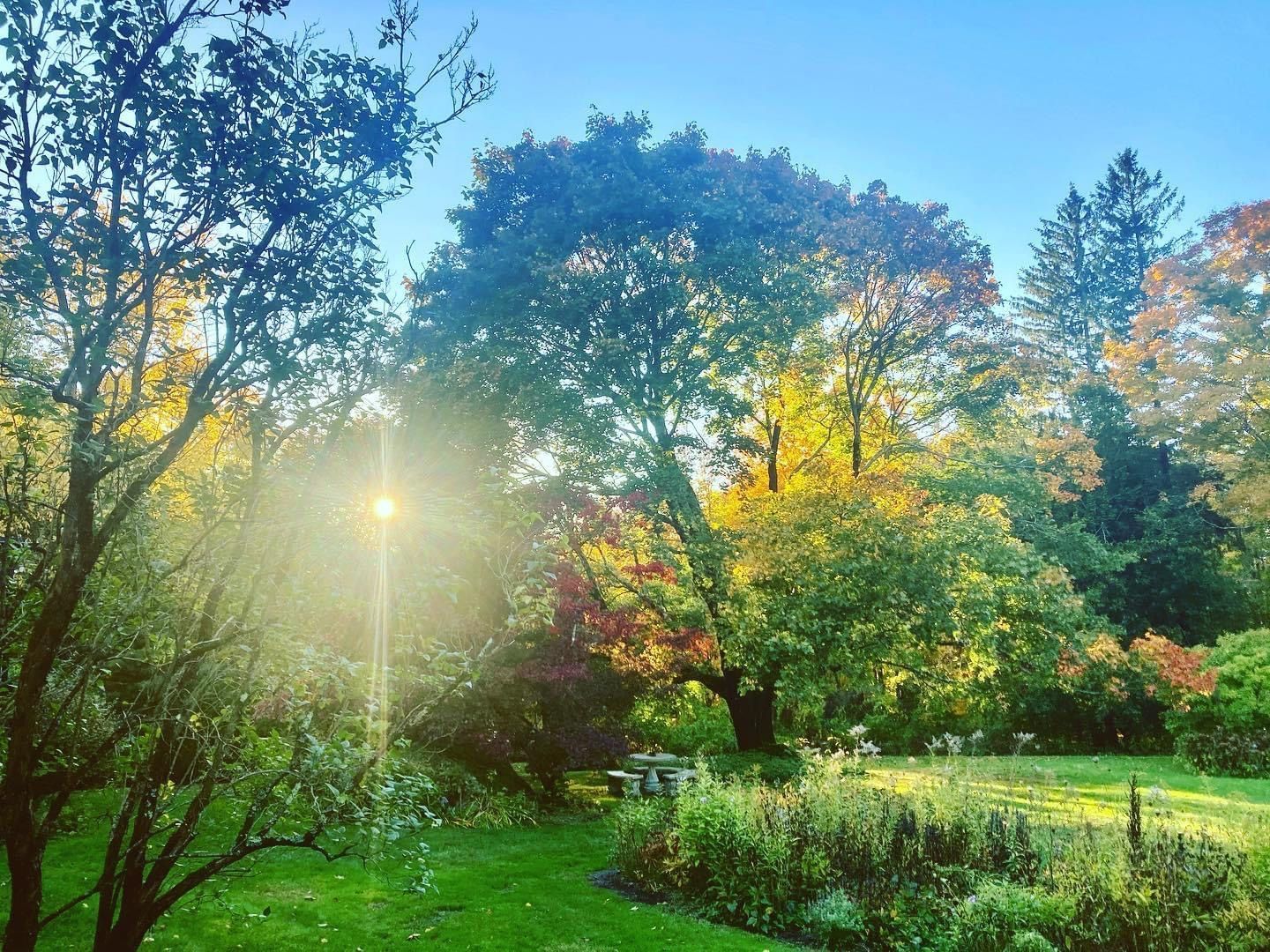 Lush garden with green grass, trees, and bright sunlight streaming through the foliage.