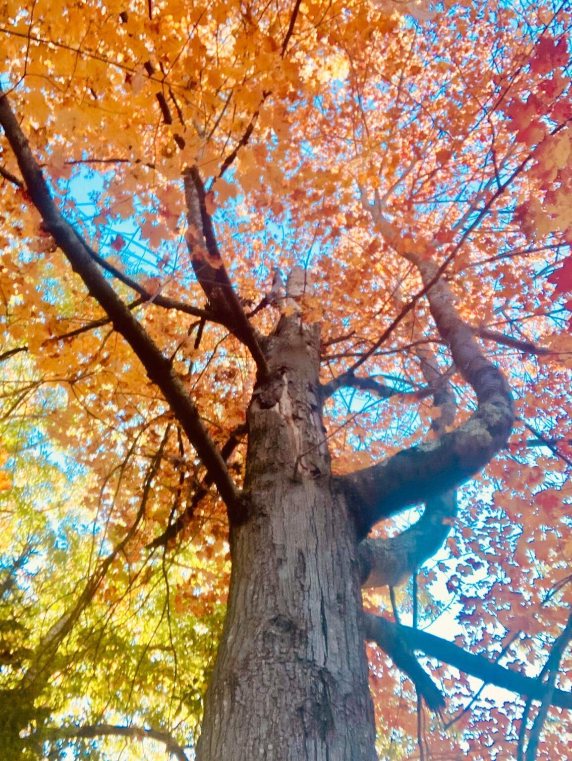 A tree with a lot of leaves on it
