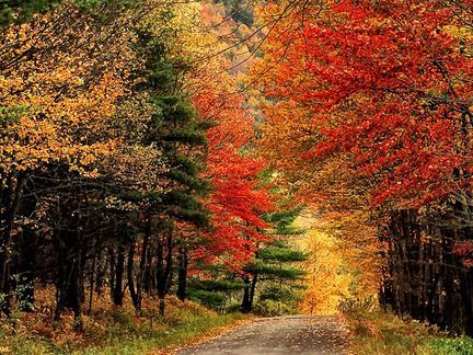 A road surrounded by trees with autumn leaves on them