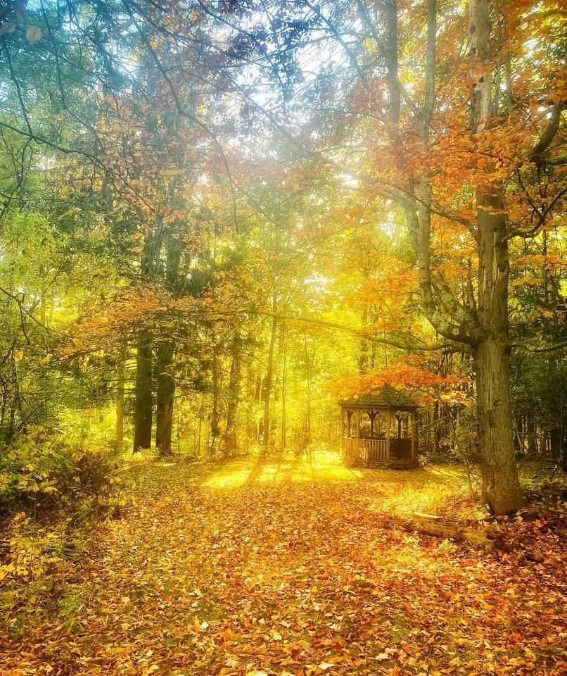A gazebo in the middle of a forest surrounded by New England fall foliage.
