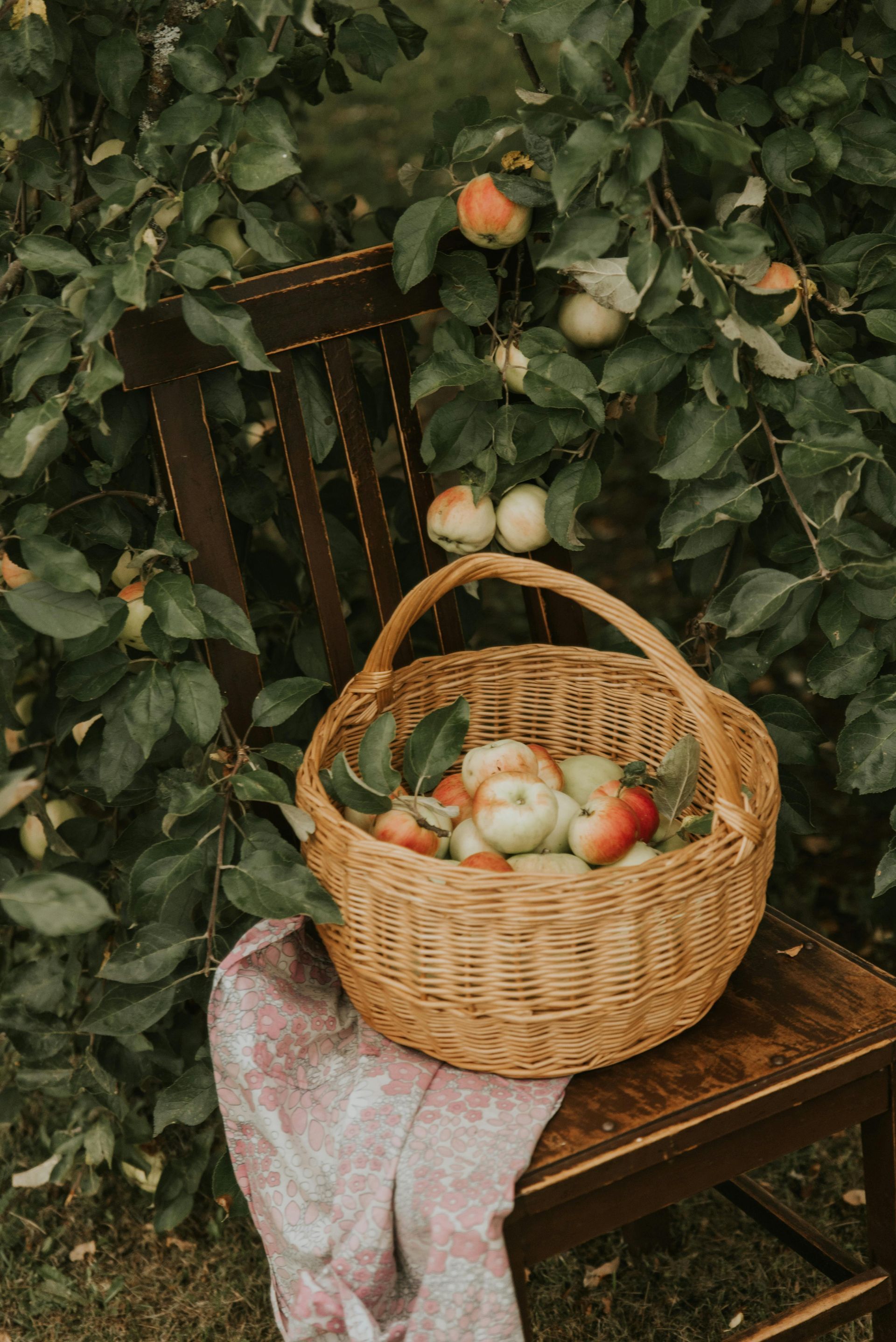A basket of apples is sitting on a chair in front of an apple tree.