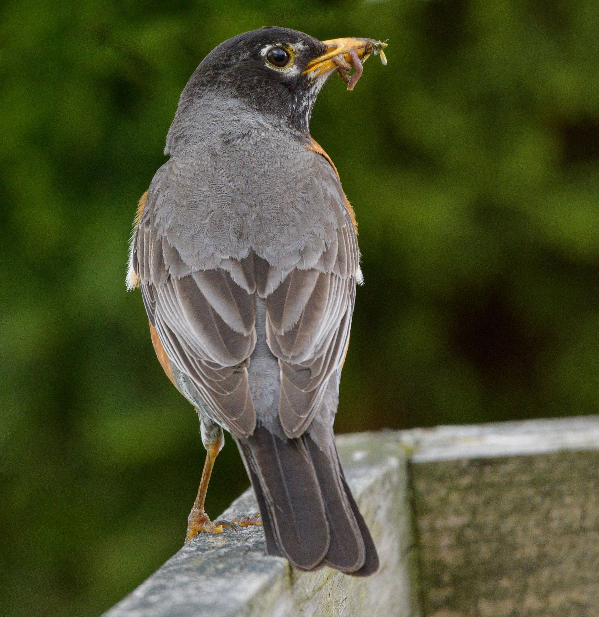 A bird with a worm in its beak is perched on a railing
