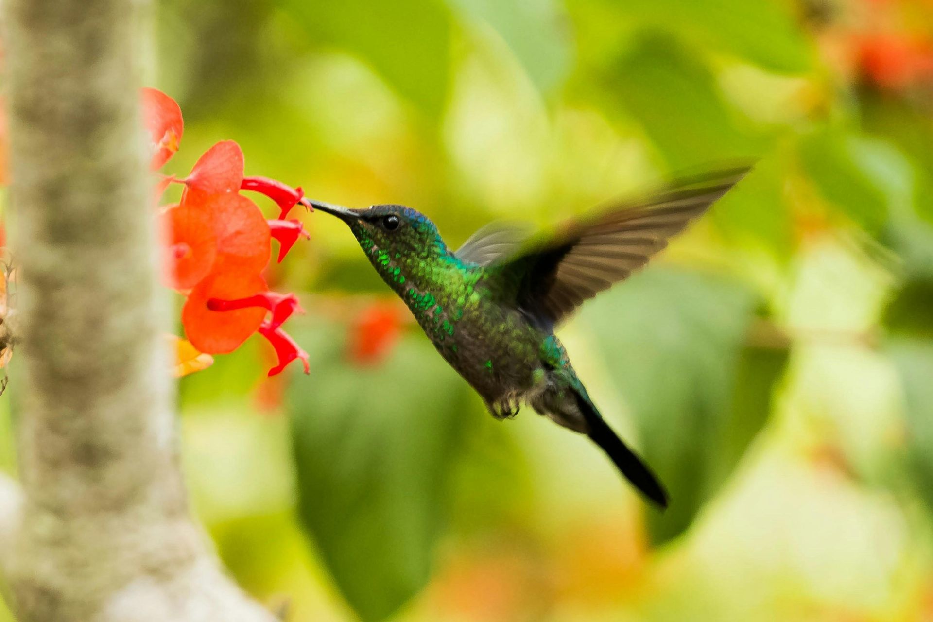 Green hummingbird drinks nectar from red flower.