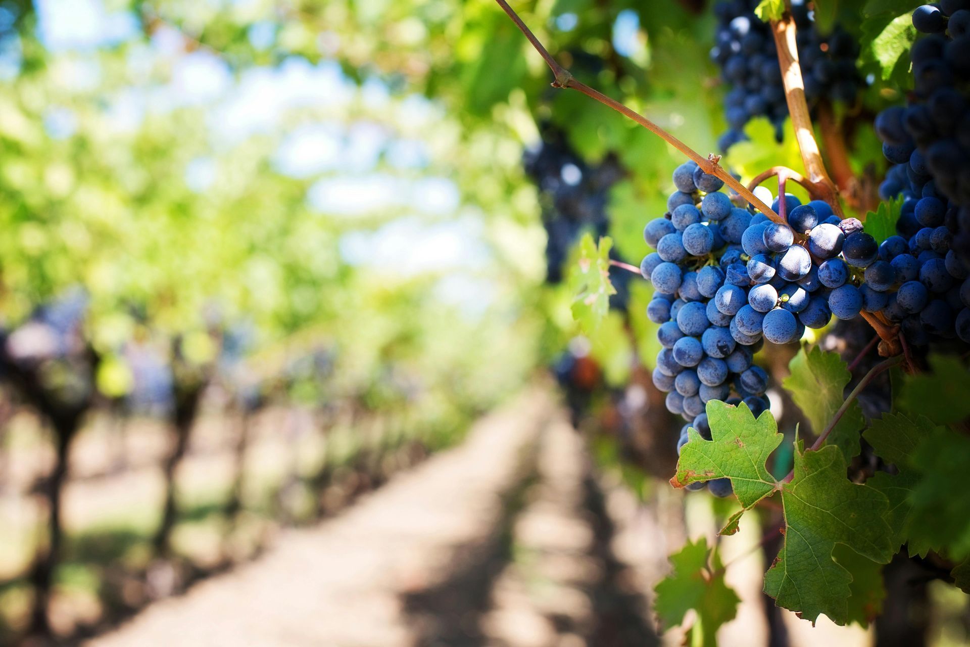 A bunch of grapes hanging from a vine in a vineyard.