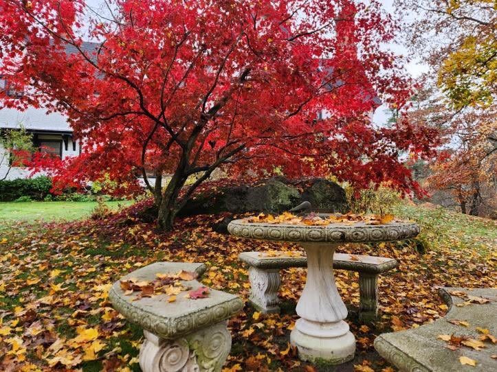 A picnic table and benches under a tree with red leaves.