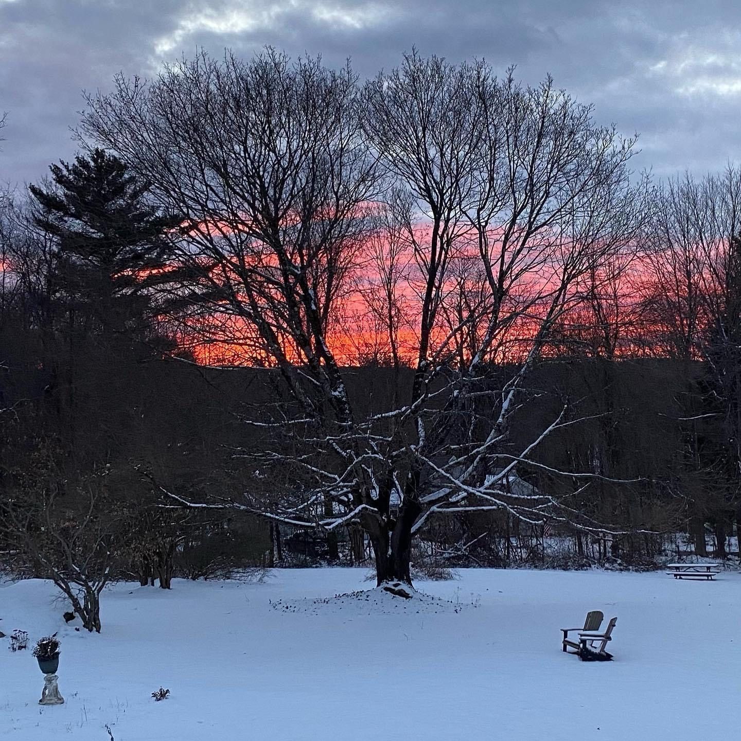 A snowy backyard with a sunset in the background and a large tree with snow-covered branches