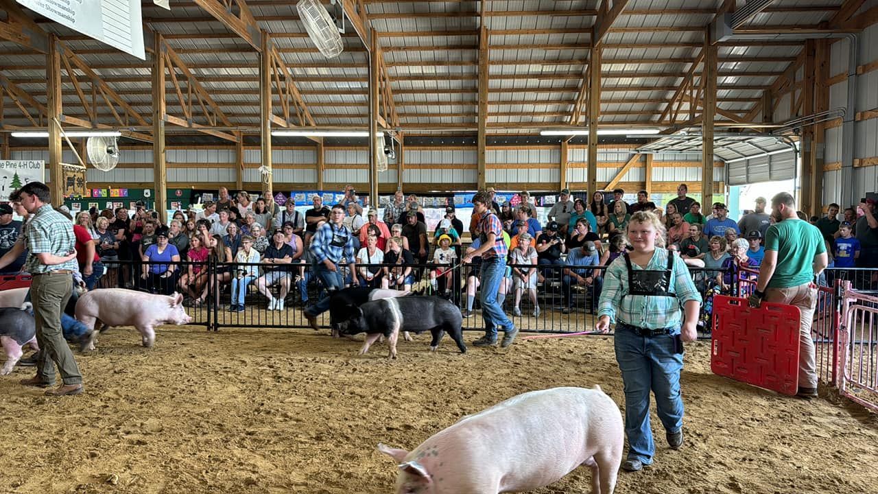 Pig show: Children and pigs in a barn, crowd watching.