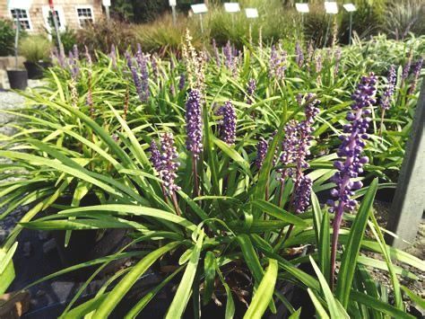 Rows of Liriope plants with long green leaves and purple flower spikes, likely at a garden center.