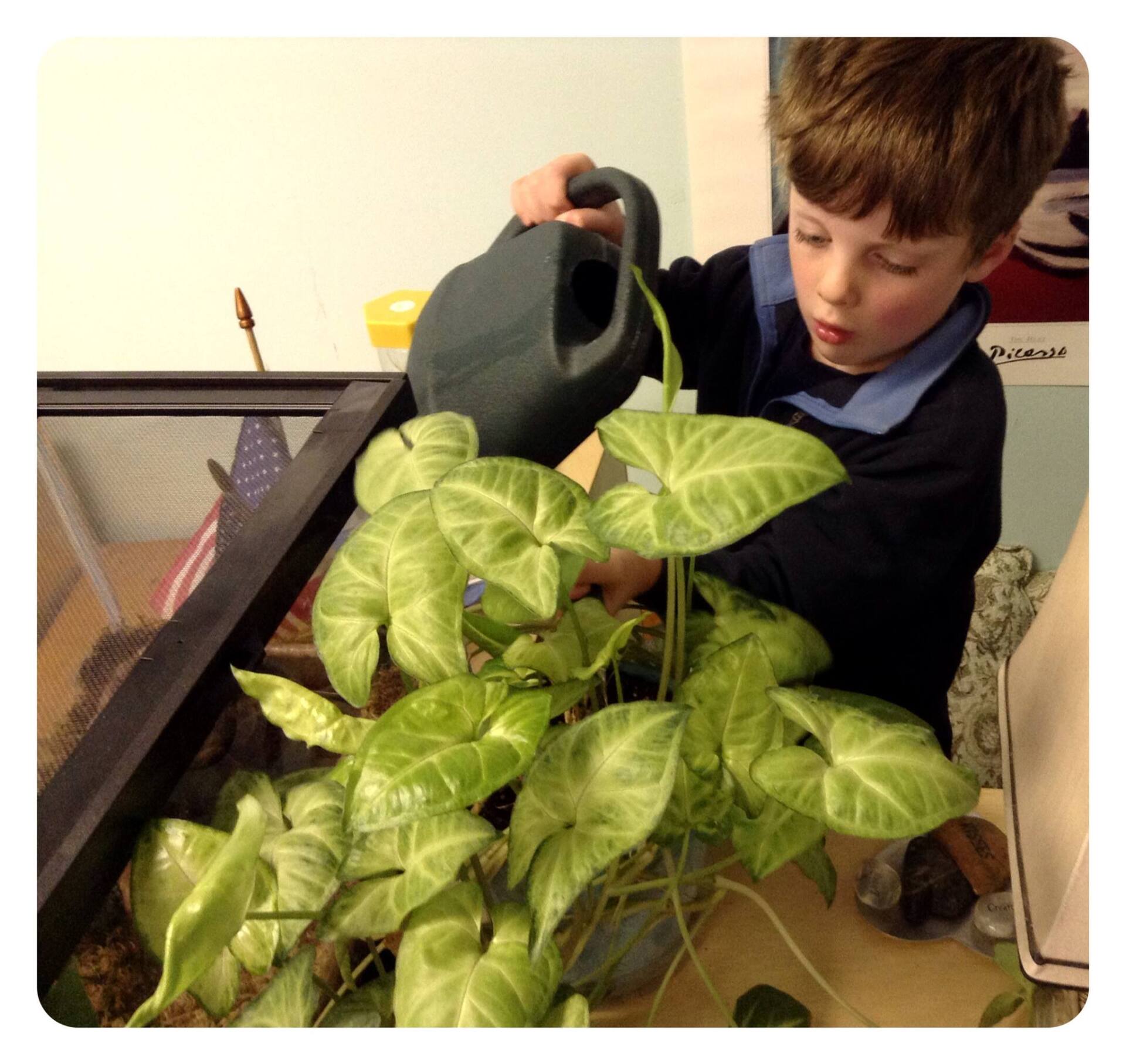 A young boy is watering a plant with a watering can