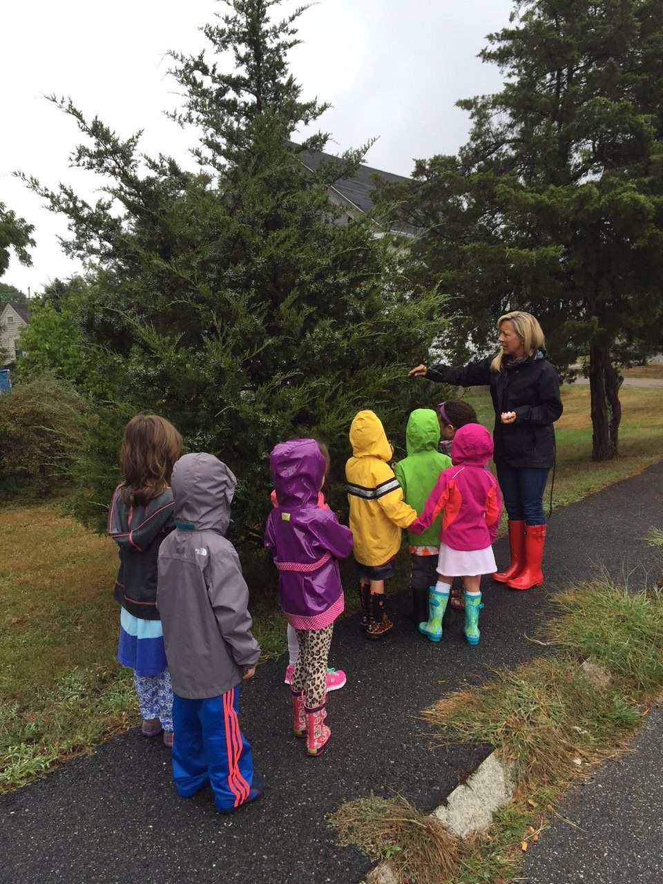 A group of children are looking at a tree with their montessori guide pointing at it