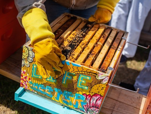 A person wearing yellow gloves is working on a beehive.