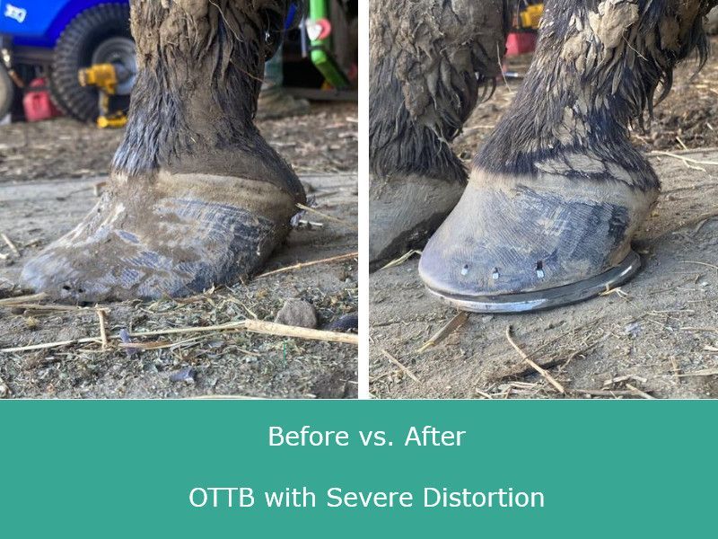 A before and after photo of a horse 's hoof with severe distortion