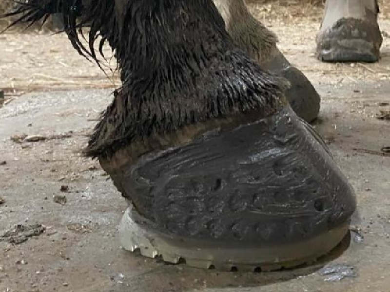 A close up of a horse 's hoof on the ground.