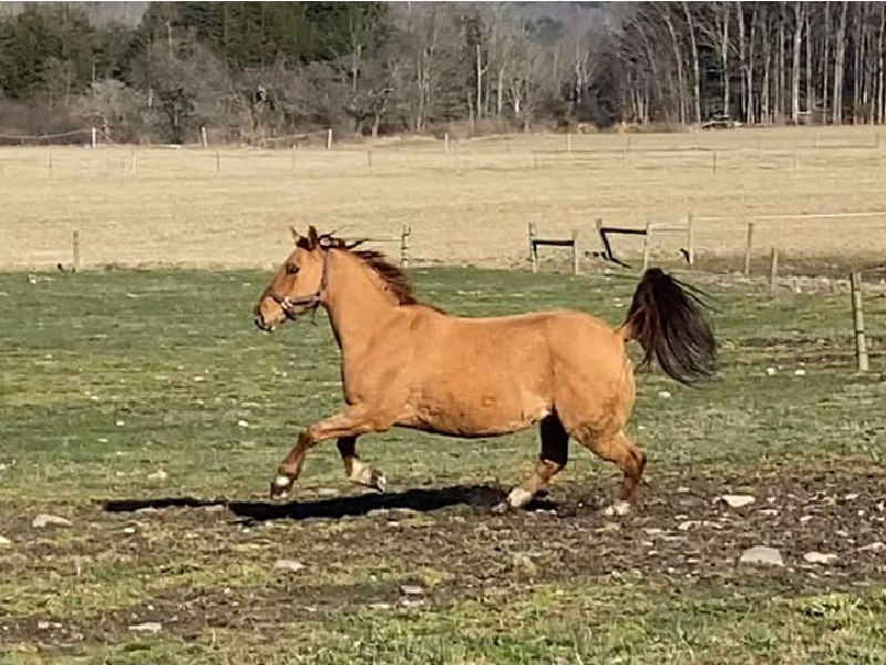 A brown horse is running through a grassy field.