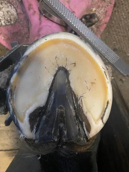 A close up of a horse 's hoof with a file