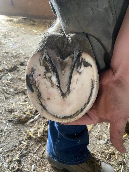 A person is holding a horse 's hoof in their hand.