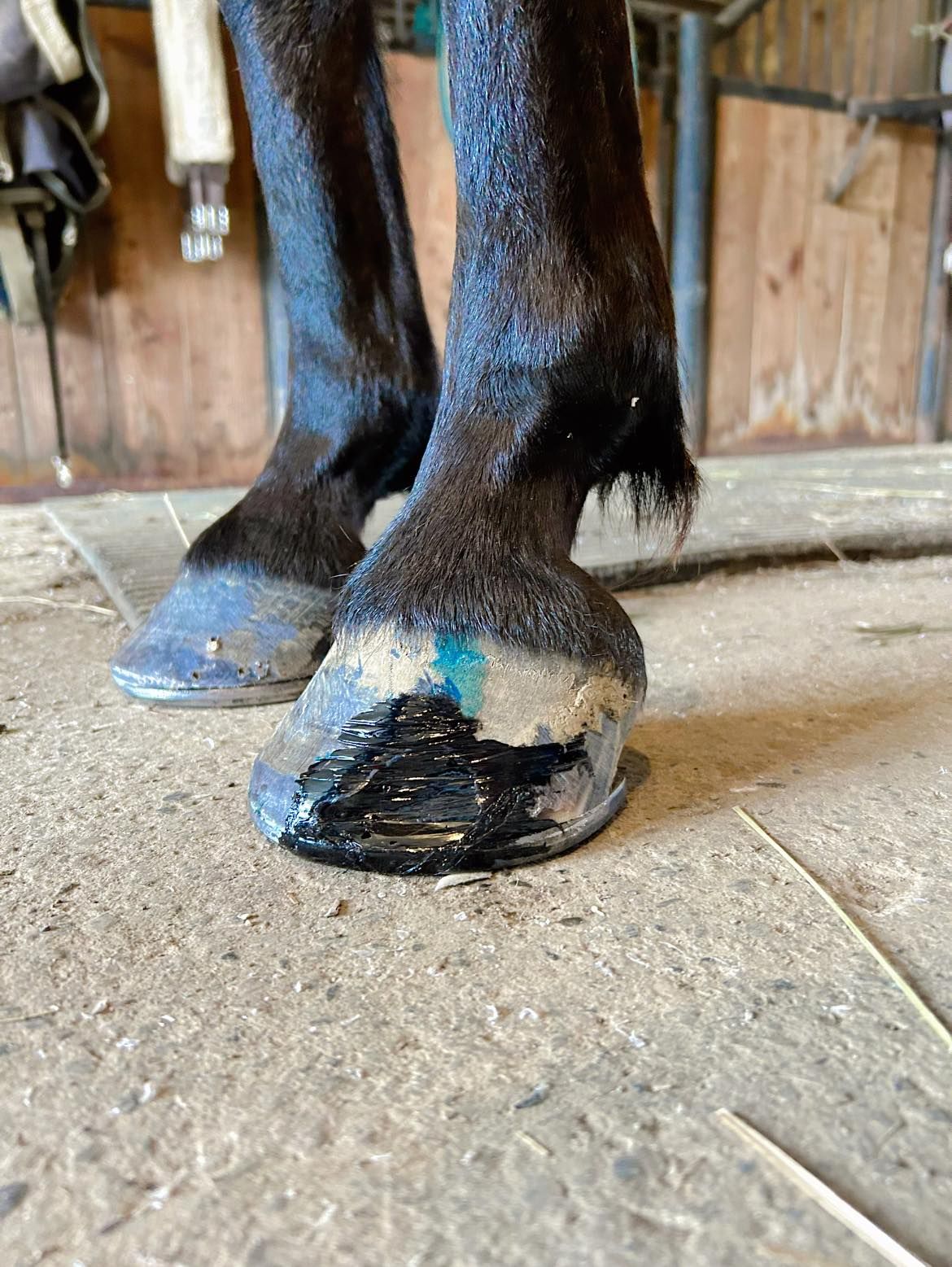 A close up of a horse 's foot with a bandage on it.