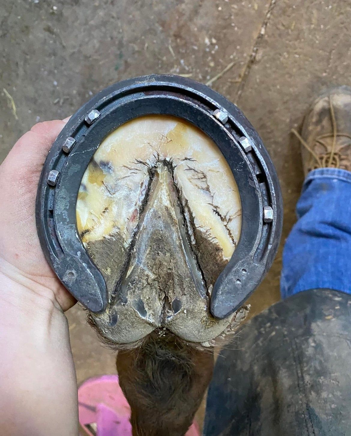 A person is holding a horseshoe in their hand.