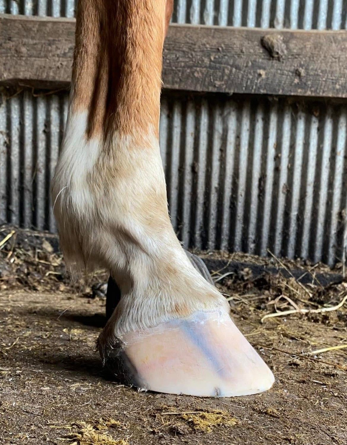 A close up of a horse 's foot in a stable.