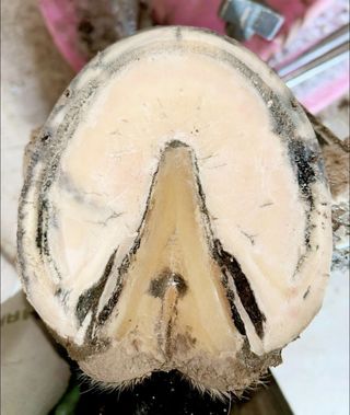 A close up of the inside of a horse 's hoof