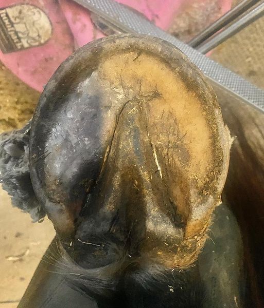 A close up of a horse 's hoof with a pink towel in the background.