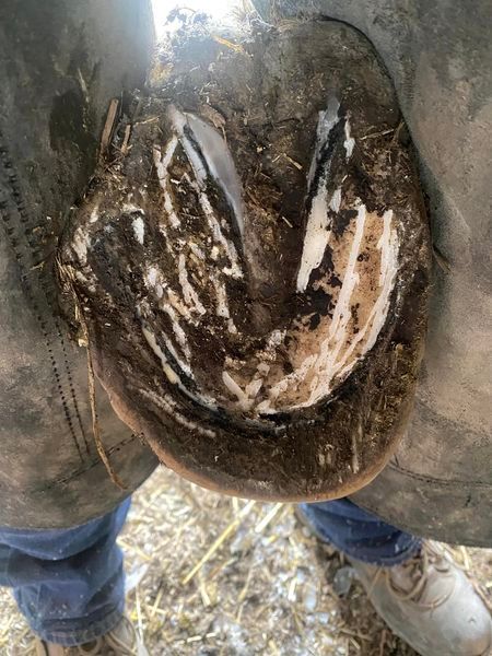 A close up of a horse 's hoof with a white stripe on it.