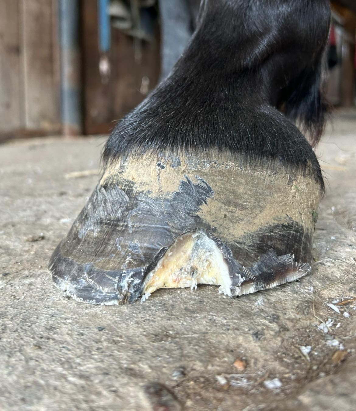 A close up of a horse 's hoof on the ground.
