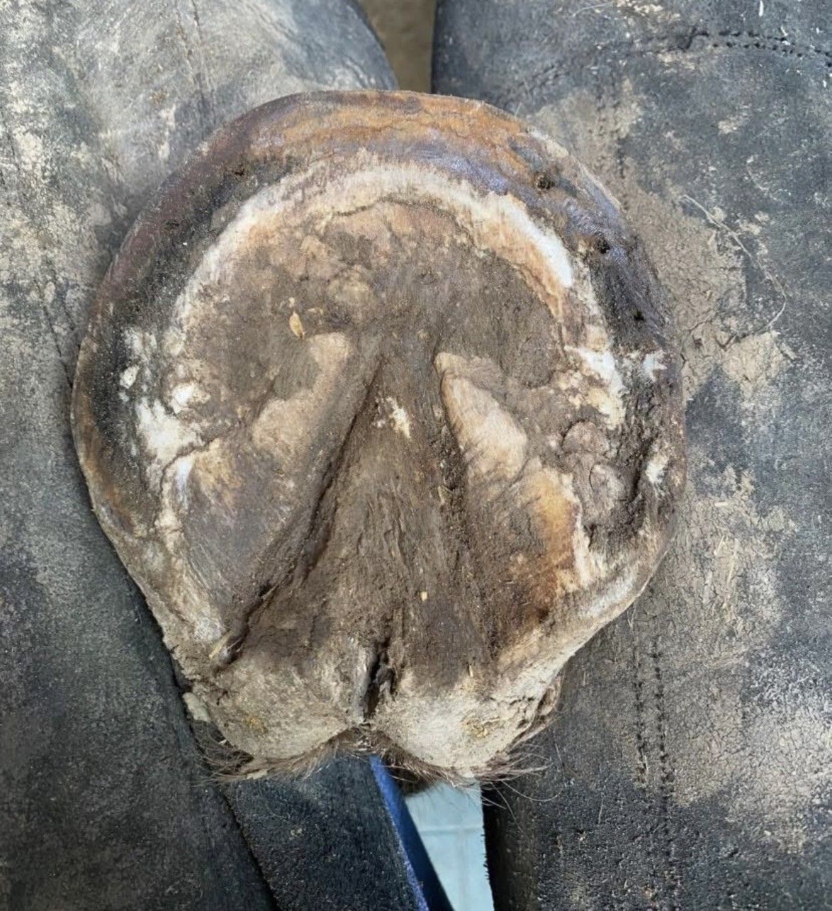 A close up of a horse 's hoof on a person 's leg.