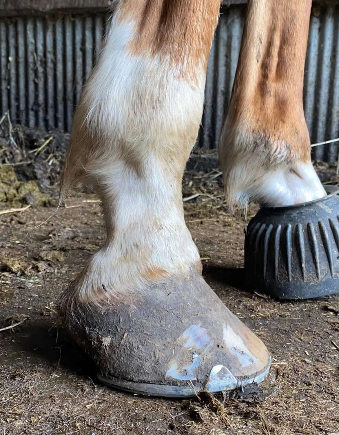 A close up of a horse 's hoof in a stable.