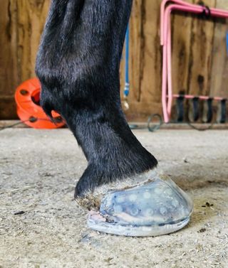 A close up of a horse 's hoof on the ground