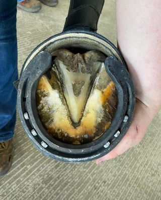 A person is holding a horse 's hoof in their hand.