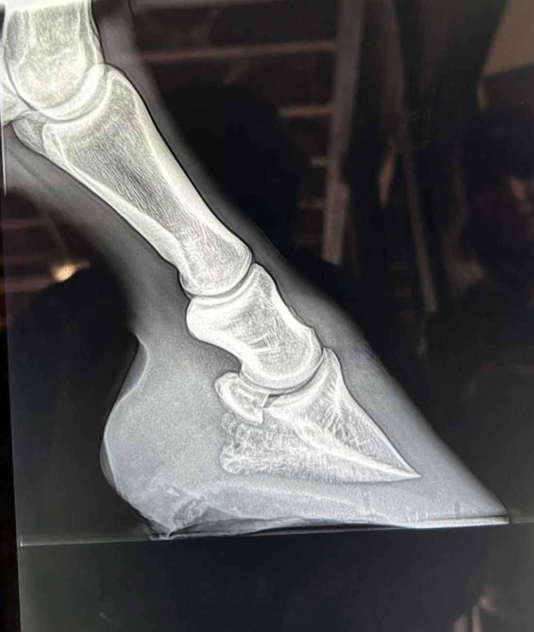 A close up of an x-ray of a horse 's foot.