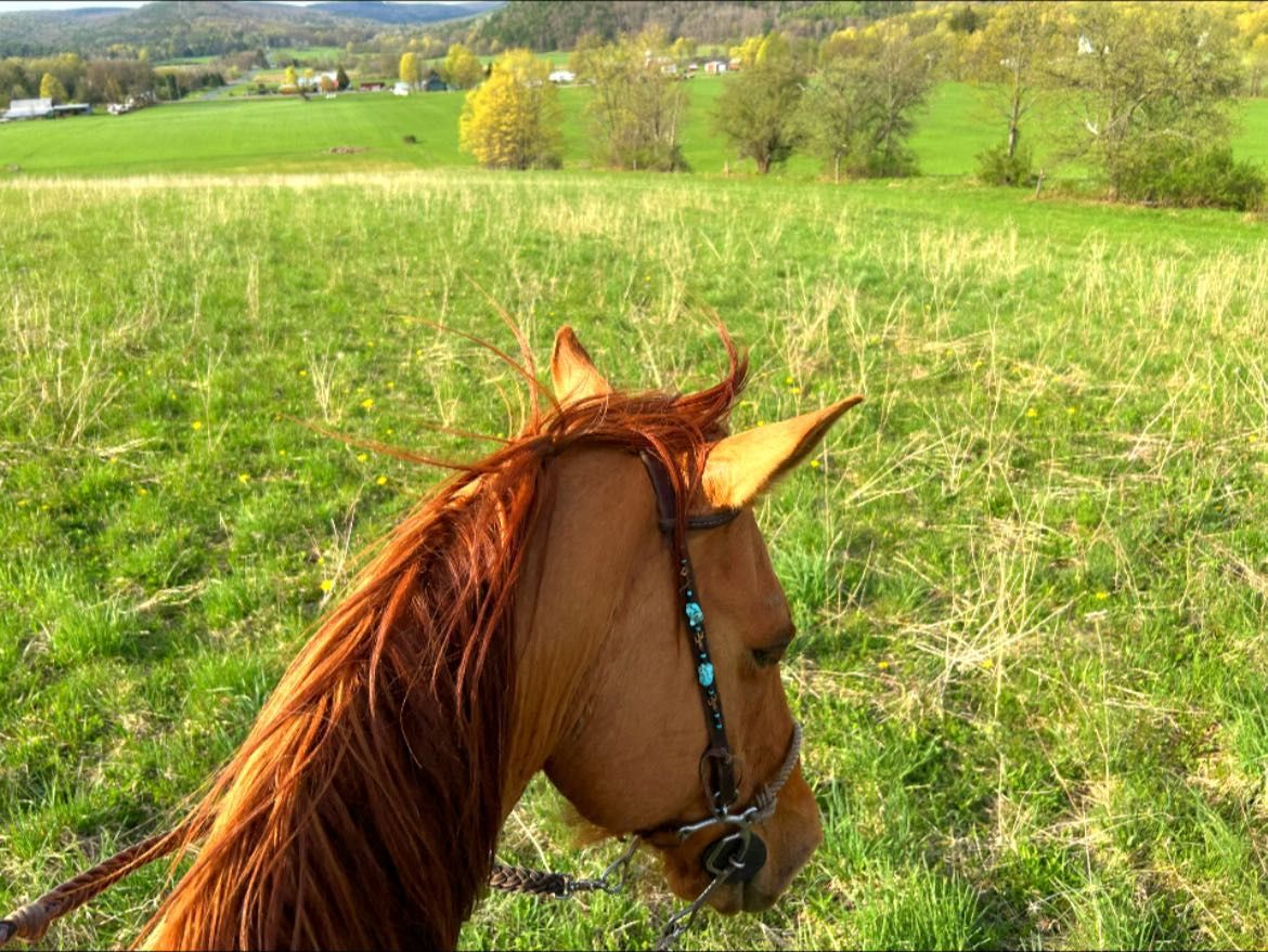 A brown horse with a bridle is standing in a grassy field.