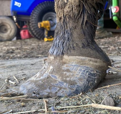 A close up of a horse 's foot with a tractor in the background
