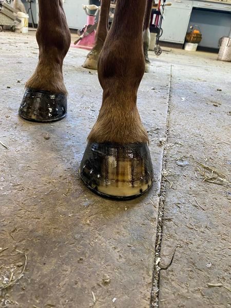 A close up of a horse 's hooves on a concrete floor.