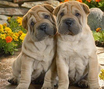 Pet Clinic — Shar Pei Pups in Lake Forest, IL