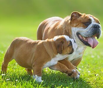 Animal Clinic — Cute bulldog puppy following its mother in Lake Forest, IL