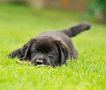 Puppy Wellness — Labrador puppy in Lake Forest, IL