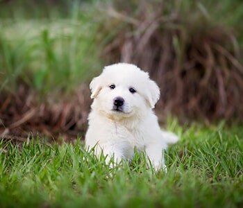 Weekend Boarding — Adorable Great Pyrenees puppy in Lake Forest, IL