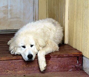 Pet Clinic — Farm Dog on a Porch in Lake Forest, IL