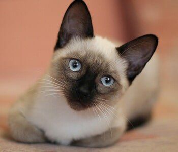 Vet — Young siamese kitten in Lake Forest, IL