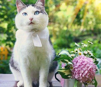 Pet Care — Cat with bouquet in Lake Forest, IL