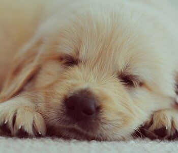 Animal Hospital — Golden retriever puppy sleeping in Lake Forest, IL