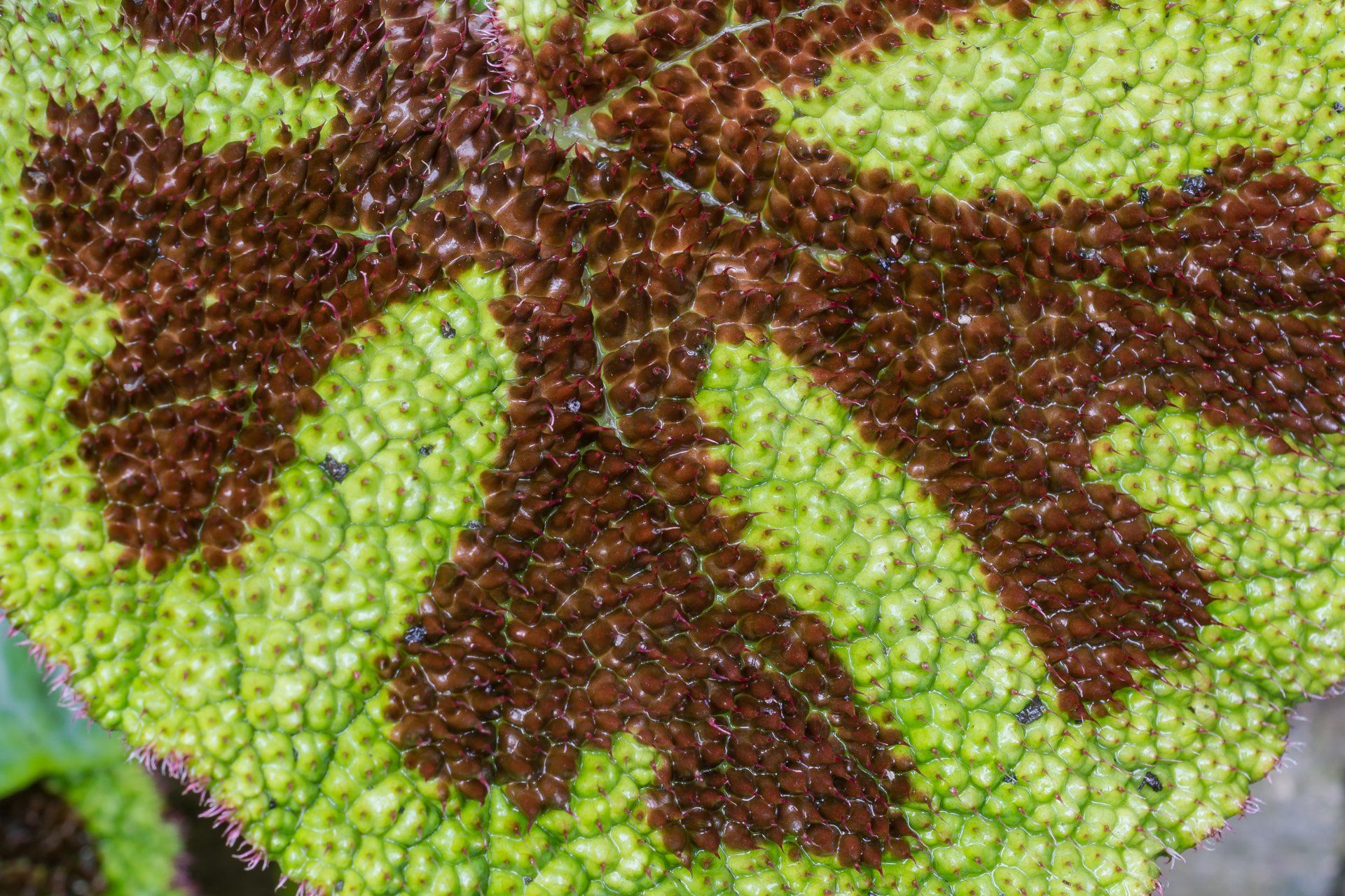 begonia begonias kamerplanten indoor-plants