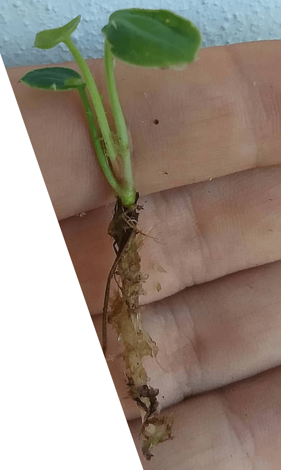 Anthurium clarinervium seedling (16 weeks)