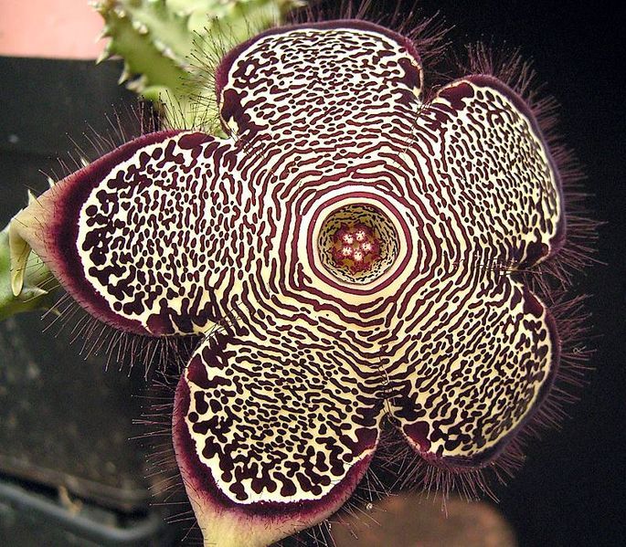 Persian carpet flower  Edithcolea grandis