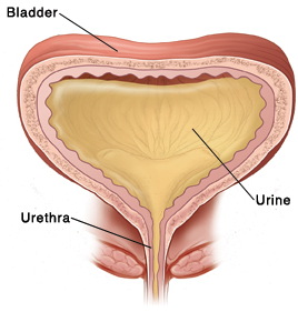 Bladder Diagram