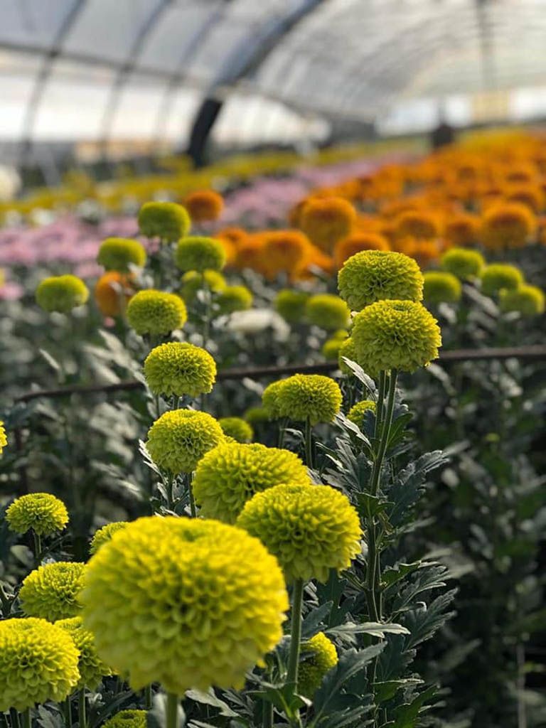 fiori gialli e arancioni