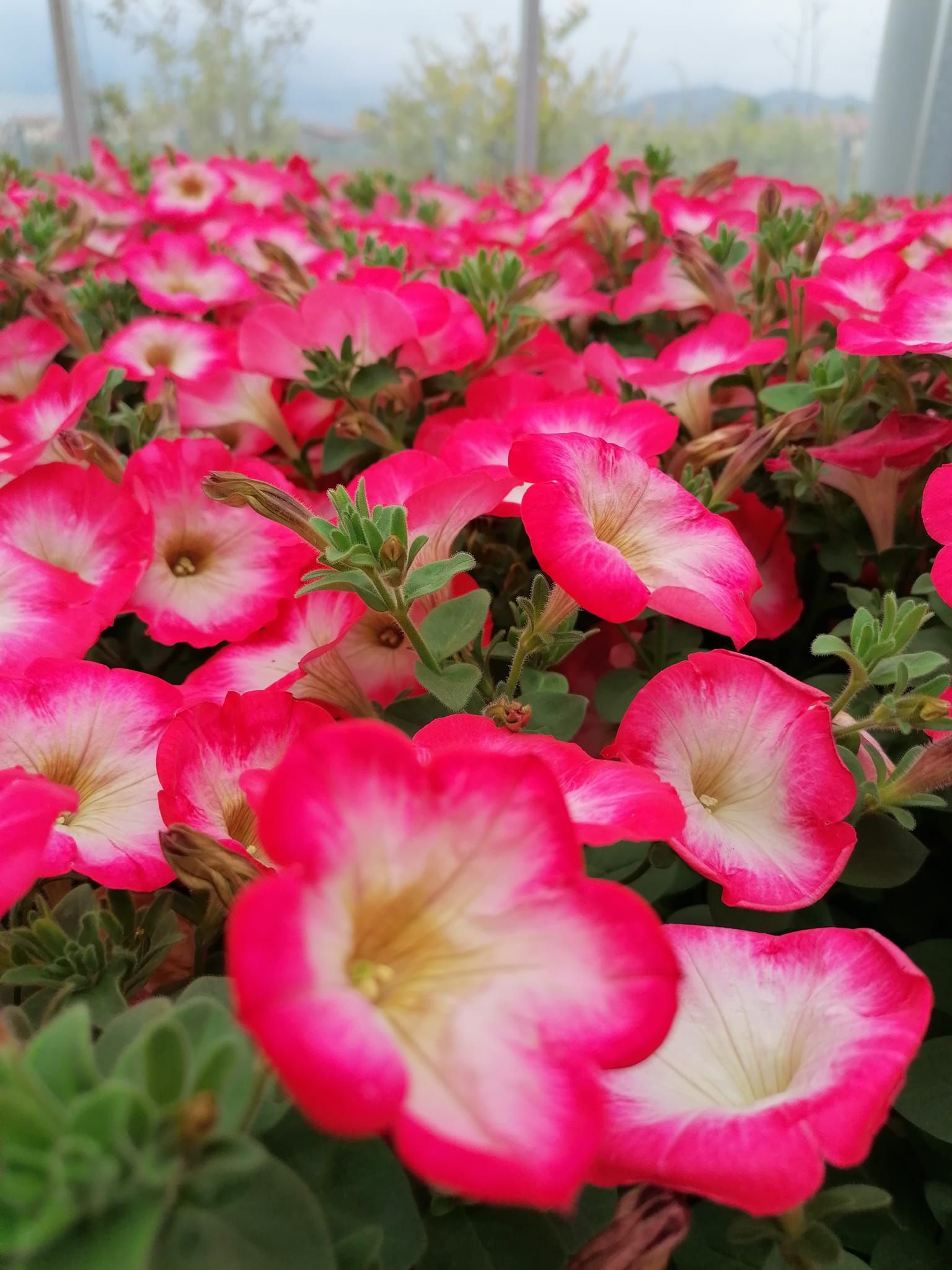 vivaio con fiori rosa